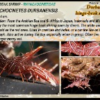 Rhynchocinetes durbanensis - hing-beak shrimp
