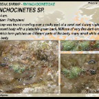 Rhynchocinetes sp. - hinge-beak shrimp