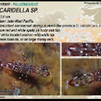 Leander plumosus - rock shrimp