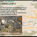 Urocaridella sp. - rock shrimp