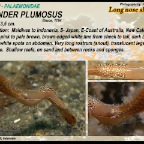 Leander plumosus - rock shrimp