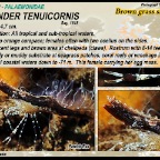 Leander tenuicornis - Brown grass shrimp