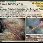 Tozeuma lanceolatus - Ocellated Tozeuma shrimp