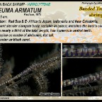 Tozeuma armatum - Banded Tozeuma shrimp