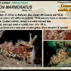 Saron marmoratus -  Common marble shrimp