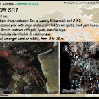 Saron sp.1 - Marble shrimp