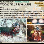 Odontodactylus cultrifer - Keel tail mantis shrimp