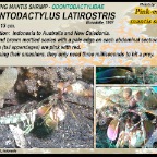 Odontodactylus latirostris - Pink-eared mantis shrimp