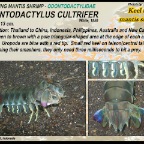 Lysiosquilloides mapia - Golden mantis shrimp