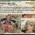 Lysiosquillina lisa - Lisa's mantis shrimp