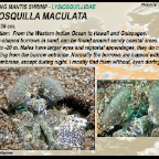 Lysiosquillina maculata - Spearing mantis shrimp