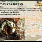 Haptosquilla stoliura - Protosquillidae