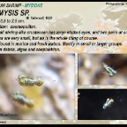Idiomysis sp. - Mysidae