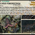 Panulirus femorstriga - Stripe-leg spiny lobster