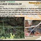 Panulirus versicolor - Painted spiny lobster