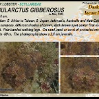 Gibbularctus gibberosus - Darkspot locust lobster