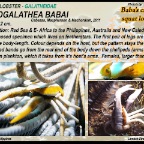 Allogalathea babai - Baba's crinoid squat lobster