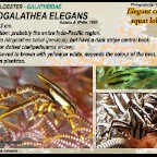 Allogalathea elegans - Elegant crinoid squat lobster