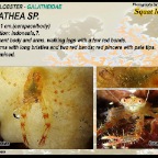Galathea sp. - Squat lobster