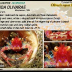 Munida olivarae - Olivar's squat lobster