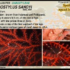 Chirostylus sandyi - Spider squat lobster