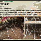 Nymphon sp
