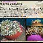 Heteractis  magnifica - Stychodactylidae