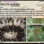 Heteractis aurora - Stychodactylidae