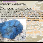 Stichodactyla gigantea - Stichodactylidae