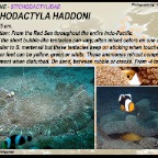 Stichodactyla haddoni - Stichodactylidae