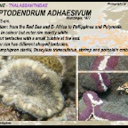 Cryptodendrum adhaesivum - Thalassanthidae