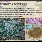 Macrodactyla doreensis - Actiniidae