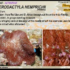Heterodactyla hemprichii - Actiniidae