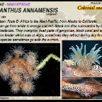 Nemanthus annamensis - Nemanthidae
