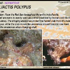 Calliactis polypus - Hormatidae