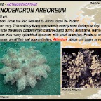 Actinodendron arboreum - Actinodendridae