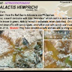 Megalactis hemprichi - Actinodendronidae