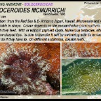 Boloceroides  mcmurrichi - Boloceroididae