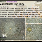 Edwardsianthus pudica - Edwardsiidae