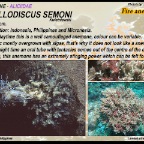 Phyllodiscus semoni - Aliciidae