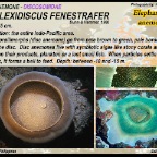Amplexidiscus fenestrafer - Discosomidae