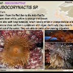 Pseudocorynactis sp. - Discosomatidae