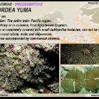 Ricordea yuma - Discosomatidae