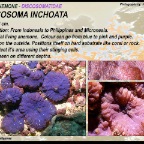 Discosoma inchoata - Discosomatidae