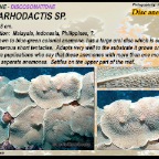 Metarhodactis sp. - Discosomatidae