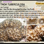 Palythoa tuberculosa - Zoanthidae