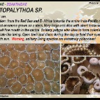 Protopalythoa  sp. - Zoanthidae
