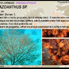 Parazoanthus sp.. - Parazoanthidae