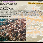 Parazoanthus sp. - Parazoanthidae