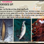 Pteroeides sp. -  Pteroeididae